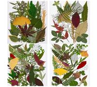 PLCPDM 120 Real Pressed Leaves For Resin Art 4 Pack Dried Plant Specimens Crafting Materials Sustainable Home Decor Resin Art Supplies