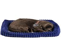 Precious Petzzz - Chocolate Labrador