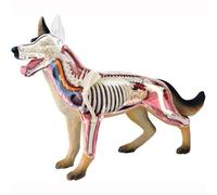 PLKJHGYFD Dog Anatomy Model With Detachable Biology, 29 Parts For Animal Teaching Demonstration And Veterinary Training 4D