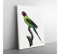 Plum Headed Parakeet By F. Levaillant Vintage Canvas Wall Art Print Ready to Hang, Framed Picture for Living Room Bedroom Home Office Décor, 76x50 cm (30x20 Inch)