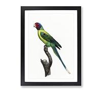 Plum Headed Parakeet By F. Levaillant Vintage Framed Wall Art Print, Ready to Hang Picture for Living Room Bedroom Home Office Décor, Black A4 (34 x 25 cm)