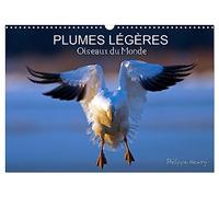 PLUMES LÉGÈRES. Oiseaux du Monde (Calendrier mural 2027 DIN A3 vertical), CALVENDO calendrier mensuel: Treize photos d'oiseaux en action, photographiés avec l'oeil d'artiste de philippe Henry