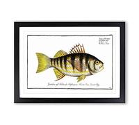 Plumier's Umber Fish by M.E. Bloch Framed Print | A2 Black Framed Wall Art | Ready to Hang | Modern Animal Picture | Living Room Bedroom Lounge Office