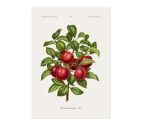 Plums A, J, Wendel Poster, Vintage Botanical Prints, Encyclopedia Retro Fruit Illustration Wall Art Plants, Kitchen Home Decor, A5 (Print Only) - 21x14.8cm