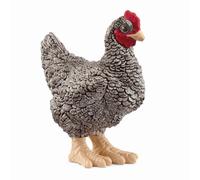 Plymouth Rock Chicken - 13997