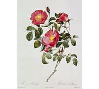 PMEFGJDPE Famous Art Picture Poster Picture The Roses of Thory Rosa Pumilia by Pierre Redouté Colorful Art Print for Home Decor 60x90cm