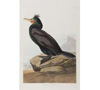 PMEFGJDPE Famous HD Canvas Art Canvas Wall Artwork Illustration From birds of America by John Jamess Audubon Classic Wall Decor for Home Decor 60x90cm