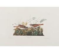 PMEFGJDPE Famous HD Canvas Art Canvas Wall Artwork Illustration From birds of America by John Jamess Audubon Classic Wall Decor for Home Decor 60x90cm