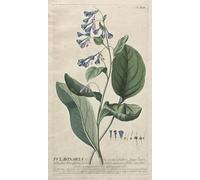 PMEFGJDPE Famous HD Canvas Art Canvas Wall Artwork Plantae Selectae No Pulmonaria by Georg Dionysius Ehret Classic Wall Decor for Home Decor 60x90cm