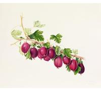 PMEFGJDPE Famous HD Canvas Art Canvas Wall Artwork Purple Gooseberry by William Hooker Classic Wall Decor for Home Decor 60x90cm