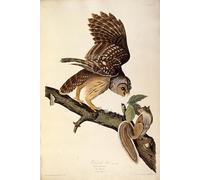 PMEFGJDPE Famous HD Canvas Art Canvas Wall Artwork the Barred Owl From the Birds of America by John Jame Audubon Classic Wall Decor for Home Decor 60x90cm