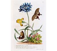 PMEFGJDPE Famous Painting Art Picture Poster Picture Polianthes Oxalis and Iris by Georg Dionysius Ehret Colorful Art Print for Home Decor 60x90cm