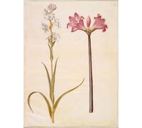 PMEFGJDPE Famous Painting Art Picture Poster Picture Polianthes Tuberosa Amaryllis Belladonna by Hans Simon Holtzbecker Colorful Art Print for Home Decor 60x90cm