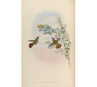 PMEFGJDPE Famous Painting HD Canvas Art Canvas Wall Artwork Animal Bird Heliopaedica Xantusi Basilinna Xantusii by John Gould Classic Wall Decor for Home Decor 60x90cm