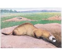 PMEFGJDPE Famous Painting HD Canvas Art Canvas Wall Artwork Black Footed Ferret Black Mask by Louis Agassiz Fuertes Classic Wall Decor for Home Decor 60x90cm