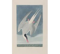 PMEFGJDPE Famous Painting HD Canvas Art Canvas Wall Artwork Illustration From birds of America by John Jamess Audubon Classic Wall Decor for Home Decor 60x90cm