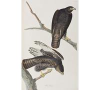 PMEFGJDPE Famous Painting HD Canvas Art Canvas Wall Artwork Illustration From birds of America by John Jamess Audubon Classic Wall Decor for Home Decor 60x90cm