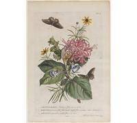 PMEFGJDPE Famous Painting HD Canvas Art Canvas Wall Artwork Plantae Et Papiliones Rariores No by Georg Dionysius Ehret Classic Wall Decor for Home Decor 60x90cm