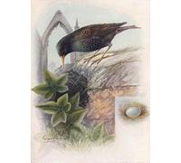 PMEFGJDPE Famous Painting HD Canvas Art Canvas Wall Artwork Starling Sturnus by George Rankin Classic Wall Decor for Home Decor 60x90cm