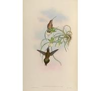 PMEFGJDPE Famous Painting Pictures Paintings Canvas Prints Animal Bird Phaethornis Fraterculus Phaethornis Superciliosus Superciliosus by John Gould Wall Art Graffiti for Home Decor 60x90cm