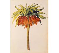 PMEFGJDPE Famous Painting Pictures Paintings Canvas Prints Crown Imperial Lily or Fritillary From Julie's Garland by Nicolas Robert Wall Art Graffiti for Home Decor 60x90cm