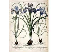 PMEFGJDPE Famous Painting Pictures Paintings Canvas Prints Iris From hortus Eystettensis by Basilius Besler Wall Art Graffiti for Home Decor 60x90cm