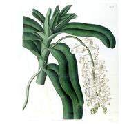 PMEFGJDPE Famous Painting Pictures Paintings Canvas Prints the Air Was Fragrant by Famous Artist Wall Art Graffiti for Home Decor 60x90cm