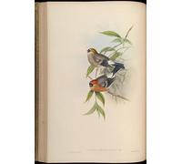PMEFGJDPE Famous Painting Poster Wall Decor Art Print Images Animal Bird Pyrrhula Erythrocephala by John Gould Animal Posters for Home Decor 60x90cm