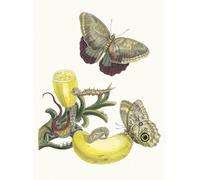 PMEFGJDPE Famous Painting Poster Wall Decor Art Print Images Baccores by Maria Sibylla Merian Animal Posters for Home Decor 60x90cm