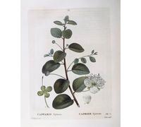 PMEFGJDPE Famous Painting Poster Wall Decor Art Print Images Caper by Pierre Redouté Animal Posters for Home Decor 60x90cm