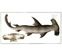 PMEFGJDPE Famous Painting Poster Wall Decor Art Print Images Hammerhead Shark by Ludwig Kruger Animal Posters for Home Decor 60x90cm