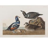PMEFGJDPE Famous Painting Poster Wall Decor Art Print Images Illustration From birds of America by John Jamess Audubon Animal Posters for Home Decor 60x90cm