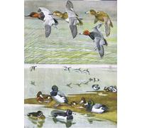 PMEFGJDPE Famous Painting Poster Wall Decor Art Print Images Illustration From the Natural History of Birds of Eastern by Louis Agassiz Fuertes Animal Posters for Home Decor 60x90cm
