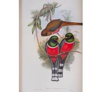 PMEFGJDPE Famous Painting Print Artwork Premium Artwork Animal Bird Trogon Personatus Plate From the Birds of Great Britain by John Gould Modern Canvas for Home Decor 60x90cm