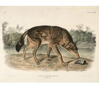 PMEFGJDPE Famous Painting Print Artwork Premium Artwork Red Texan Wolf by John Jame Audubon Modern Canvas for Home Decor 60x90cm