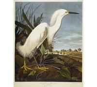 PMEFGJDPE Famous Painting Print Artwork Premium Artwork Snowy Heron or White Egret Snowy Egret by John Jame Audubon Modern Canvas for Home Decor 60x90cm