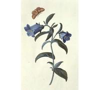 PMEFGJDPE Famous Pictures Paintings Canvas Prints by Georg Dionysius Ehret Wall Art Graffiti for Home Decor 60x90cm