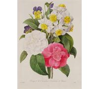 PMEFGJDPE Famous Pictures Paintings Canvas Prints Camellias Narcissus and Pansies by Pierre Redouté Wall Art Graffiti for Home Decor 60x90cm