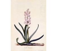 PMEFGJDPE Famous Pictures Paintings Canvas Prints Hyacinth veld Haan by Georg Dionysius Ehret Wall Art Graffiti for Home Decor 60x90cm