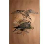 PMEFGJDPE Famous Pictures Paintings Canvas Prints Lanner Falcon by Wolf Wall Art Graffiti for Home Decor 60x90cm