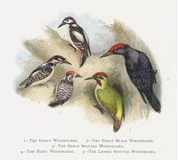 PMEFGJDPE Famous Pictures Paintings Canvas Prints the Green Woodpecker the Great Black Woodpecker by Alexander Lydon Wall Art Graffiti for Home Decor 60x90cm