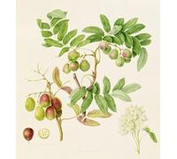 PMEFGJDPE Famous Pictures Paintings Canvas Prints the Pear-shaped Service Crab fruit by William Hooker Wall Art Graffiti for Home Decor 60x90cm