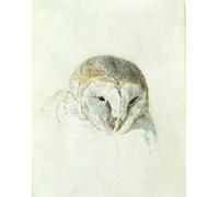 PMEFGJDPE Famous Pictures Paintings Canvas Prints White Barn Owl From the Farnley Book of Birds by Mallord William Turner Wall Art Graffiti for Home Decor 60x90cm
