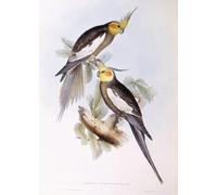 PMEFGJDPE Famous Poster Wall Decor Art Print Images Animal Bird Cockatiel Engraving by John Gould Animal Posters for Home Decor 60x90cm