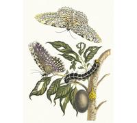 PMEFGJDPE Famous Poster Wall Decor Art Print Images Cambogia Tree by Maria Sibylla Merian Animal Posters for Home Decor 60x90cm