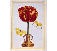 PMEFGJDPE Famous Poster Wall Decor Art Print Images Tulip le Drap D'or by Pierre Buchoz Animal Posters for Home Decor 60x90cm