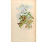 PMEFGJDPE Famous Print Artwork Premium Artwork Animal Bird Selasphorus Scintilla by John Gould Modern Canvas for Home Decor 60x90cm