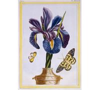 PMEFGJDPE Famous Print Artwork Premium Artwork Common Iris with insect by Pierre Buchoz Modern Canvas for Home Decor 60x90cm