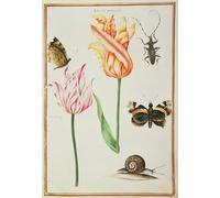 PMEFGJDPE Famous Print Artwork Premium Artwork Two broken Tulips a Beetle a Snail and Two Butterflies by Nicolas Robert Modern Canvas for Home Decor 60x90cm