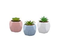 PMS Ceramic Hexagon Shaped Pot With Adorable Succulent Assorted Colour PMS Multicolor
